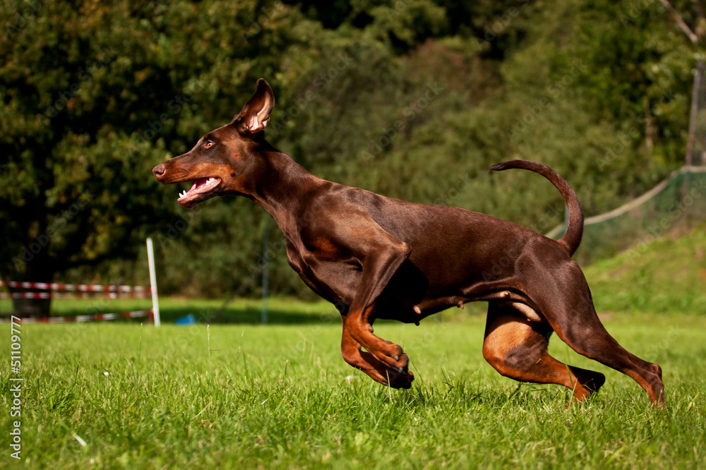 Dobermann braun, Hündin Stock-Foto | Adobe Stock