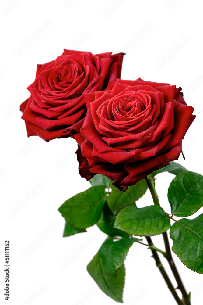 Fototapeta premium Red rose