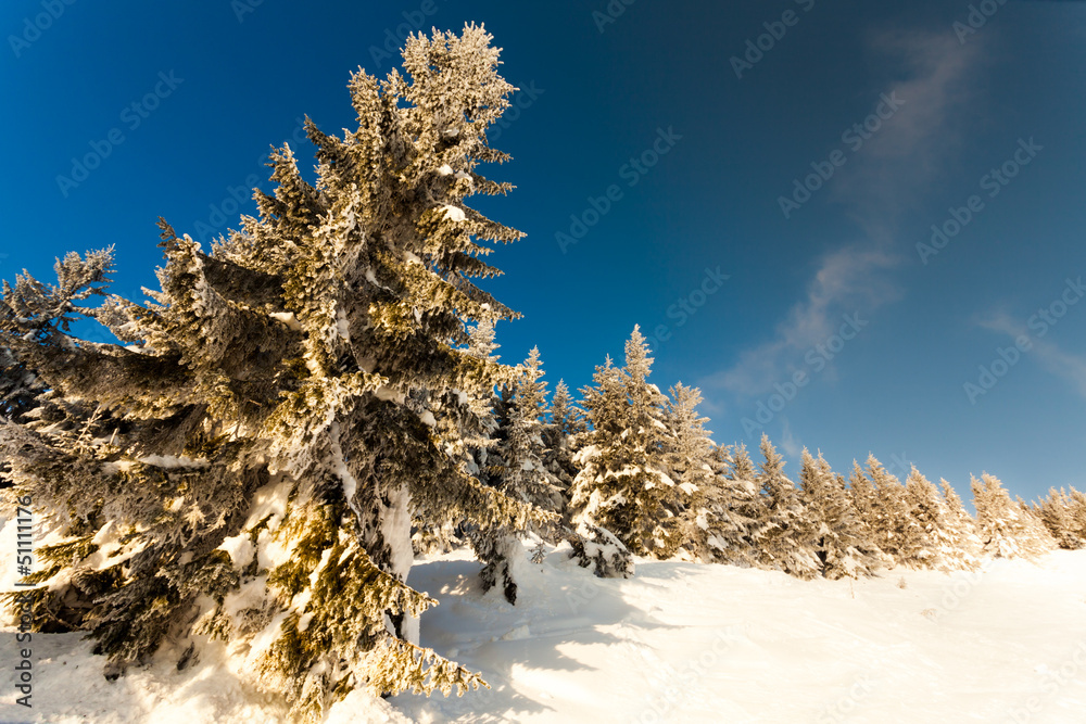 Trees covered with hoarfrost and snow in mountains Trees covered with hoarfrost and snow in mountains