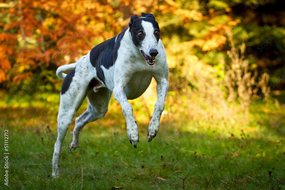 Greyhound, schwarz-weiß