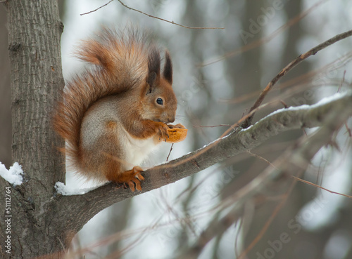 Eurasian red squirrel © Dmytro Kosmenko