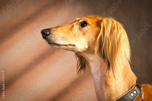 Wallpaper Mural Saluki Portrait Torontodigital.ca
