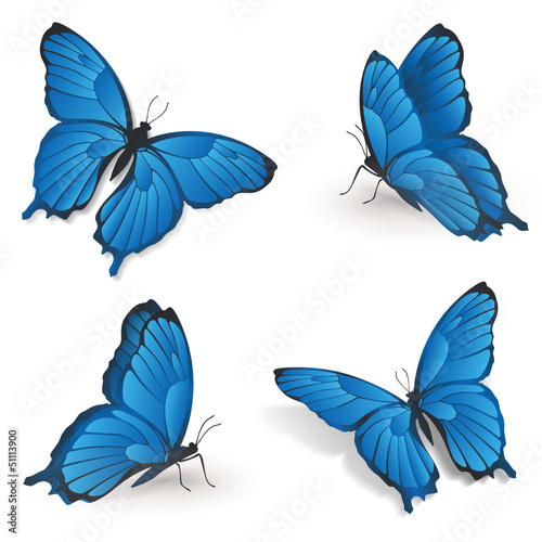 Blaue Schmetterlinge - 4 Positionen