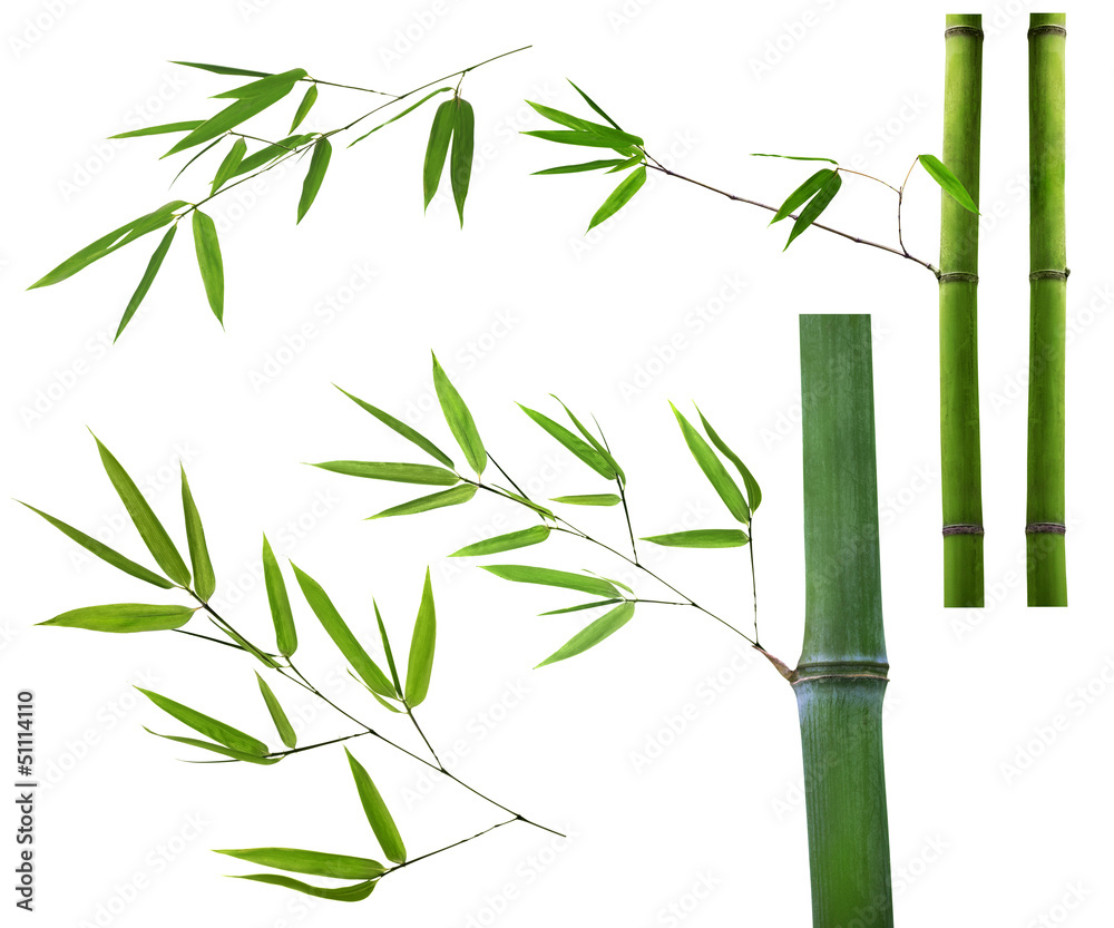 Fototapeta premium set of green bamboo brancheson white