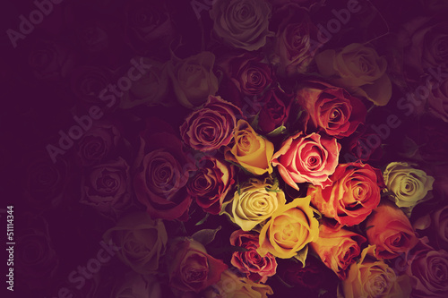 Colorful roses background. Beautiful  high quality