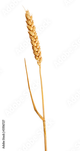 isolated ear of gold wheat without awns