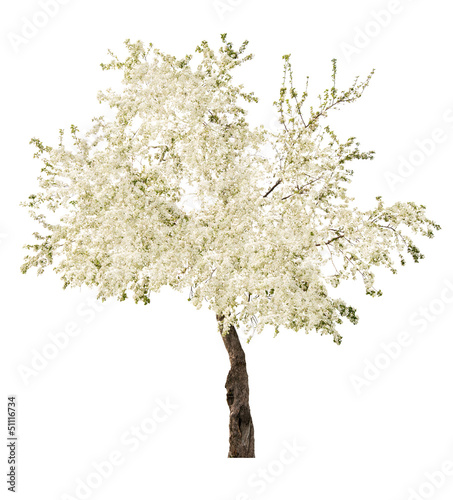 white blooming isolated tree