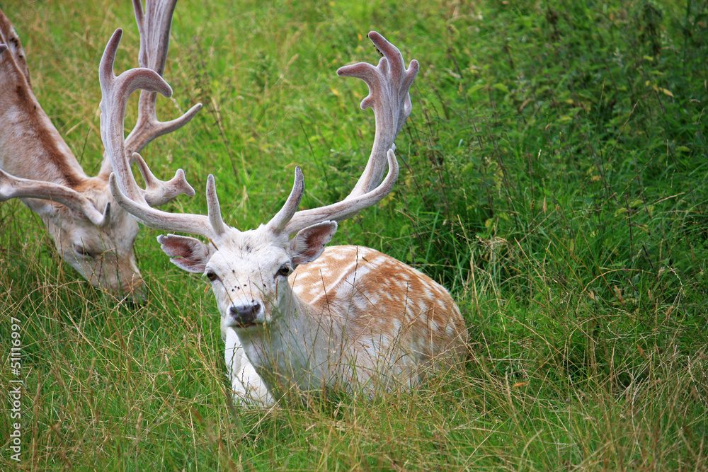 Fallow Deer Fallow Deer