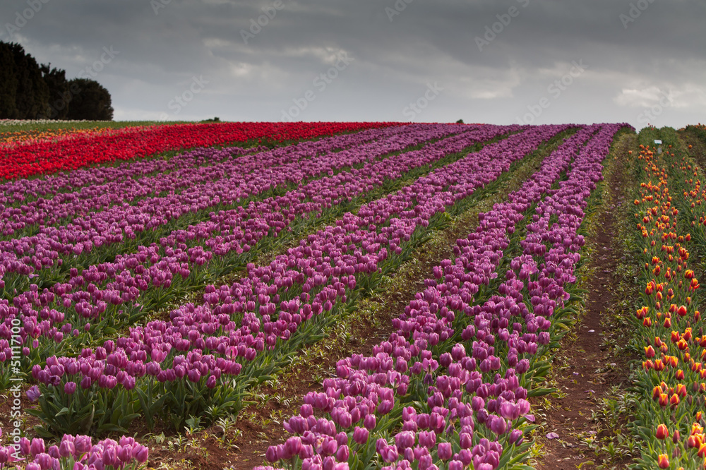 Tulip fields at Table Cape