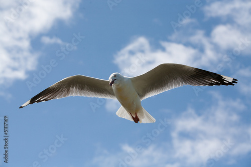 Seagull soaring