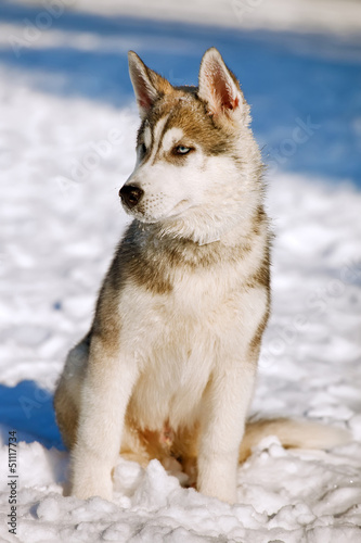 husky puppy