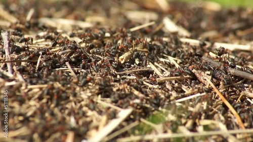 Anthill, red wood ants close-up. photo
