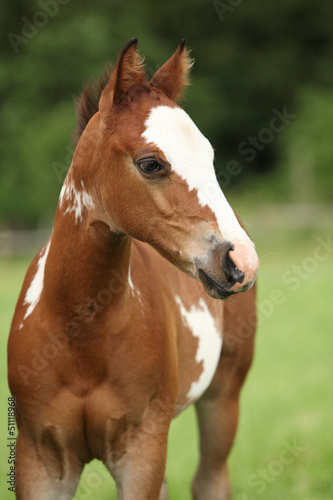 Portrait of nice Paint horse filly
