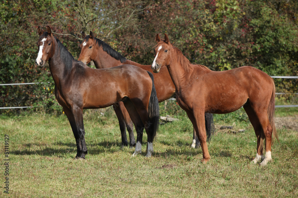 Three horses standing on pasturage