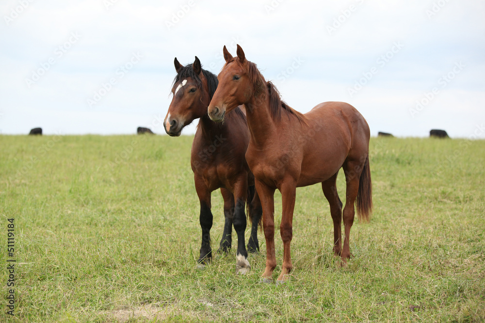 Two young horses together on pasturage