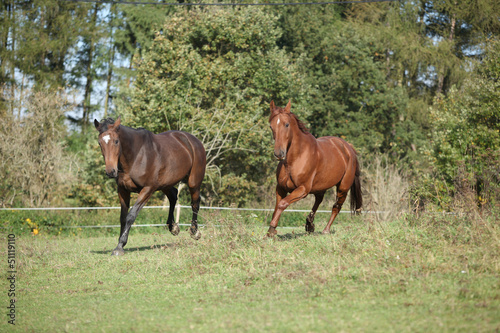 Two horses running on pasturage