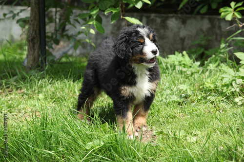 Bernese Mountain Dog puppy in the garden