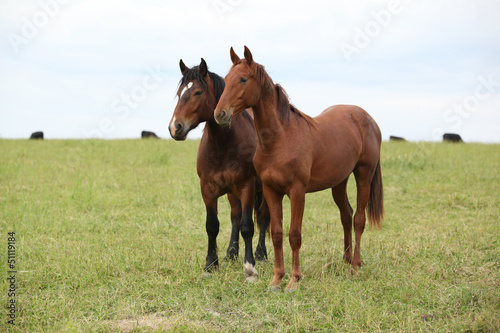 Two young horses together on pasturage © Zuzana Tillerova