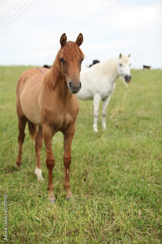 Two young horses standing on pasturage