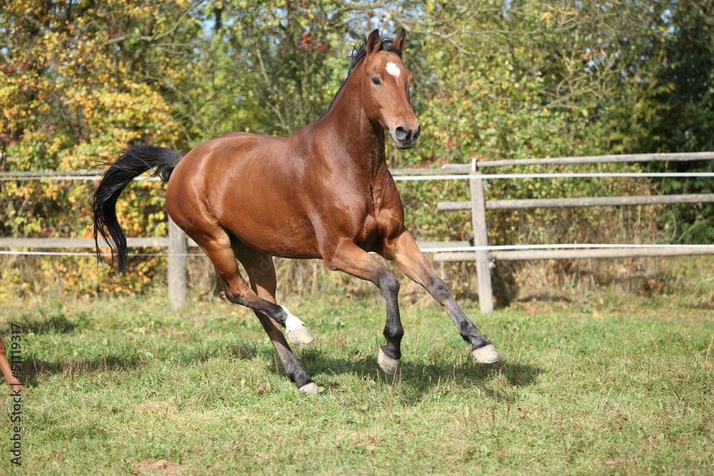 Warmblood horse running on pasturage Warmblood horse running on pasturage