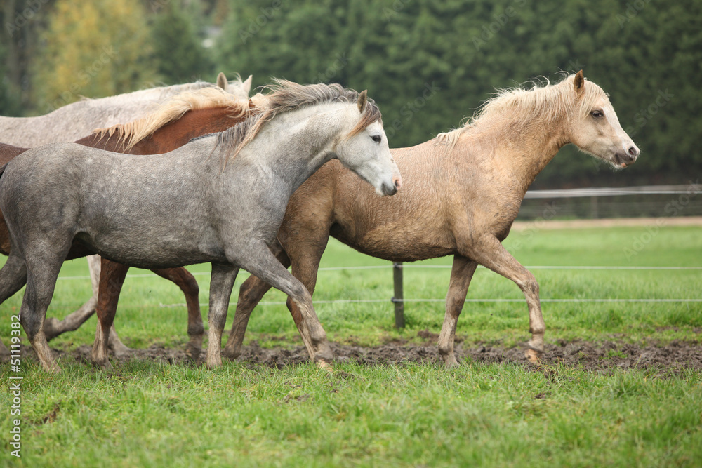 Welsh ponnies running in autumn