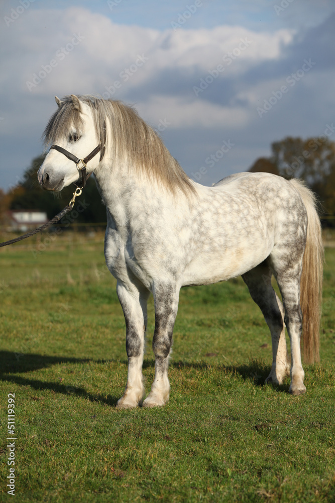 Nice welsh mountain pony stallion with halter Nice welsh mountain pony stallion with halter