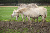 White pony in mud yawn
