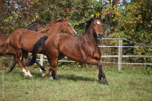 Fototapeta Naklejka Na Ścianę i Meble -  Brown horses running on pasturage