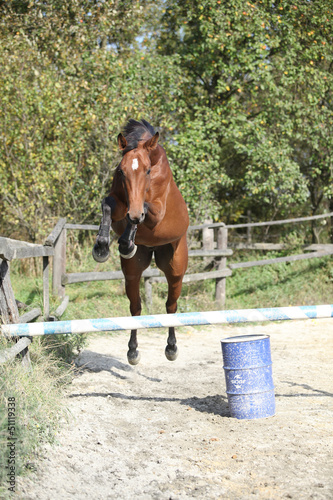 Fototapeta Naklejka Na Ścianę i Meble -  Sport horse jumping in freedom
