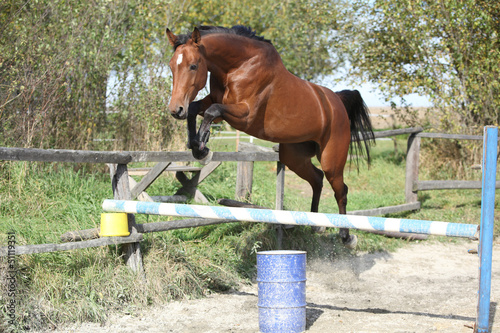 Fototapeta Naklejka Na Ścianę i Meble -  Sport horse jumping in freedom