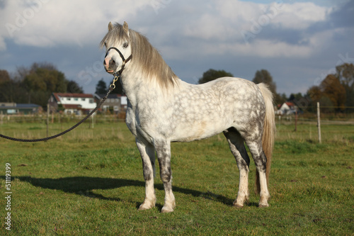 Fototapeta Naklejka Na Ścianę i Meble -  Nice welsh mountain pony stallion with halter