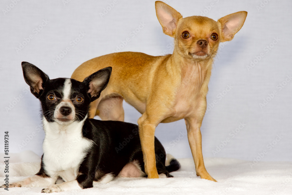 A couple of two littles chiwawas on white background