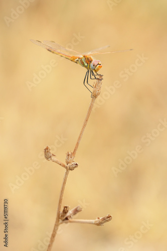 Red veined darter dragonfly © grondetphoto