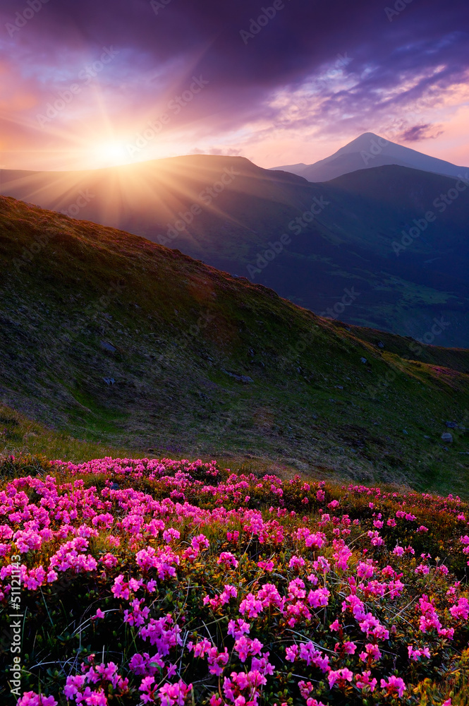 Obraz premium Spring flowers and sunset