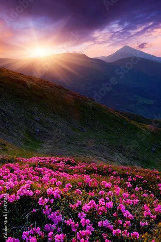 Spring flowers and sunset