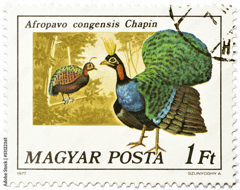 Fototapeta premium Hungarian postage stamp with male Congo Peacock