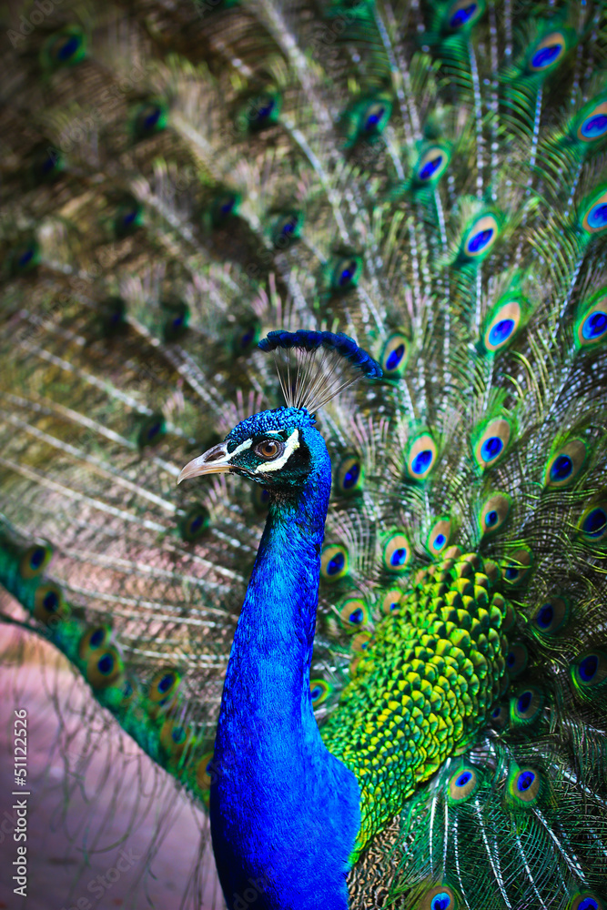 Obraz premium Peacock