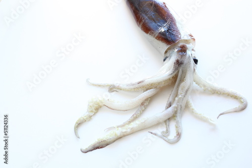 freshness squid from Japan  © jreika