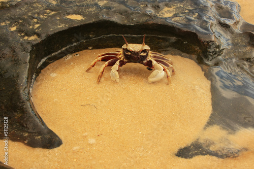 Horn-eyed ghost crab (Ocypode ceratophthalmus) photo
