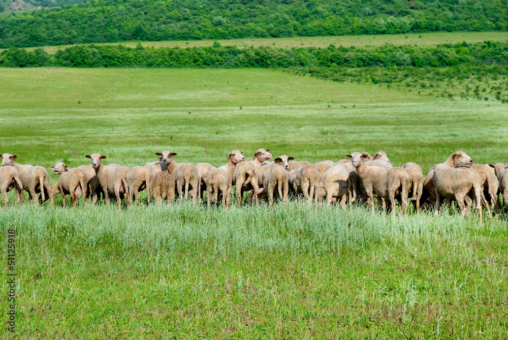 Herd of sheep