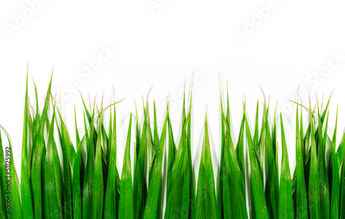 Green leaves isolated background