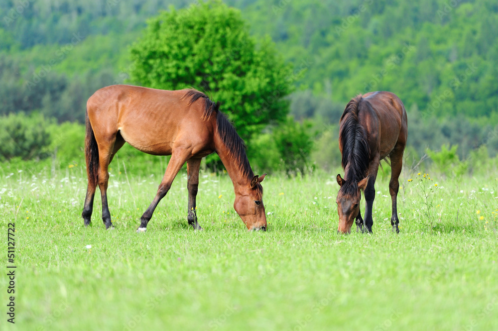 Horses in meadow
