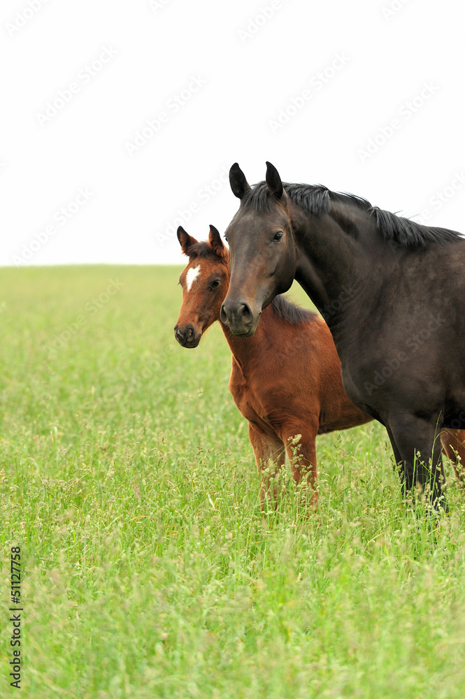 Horses in meadow