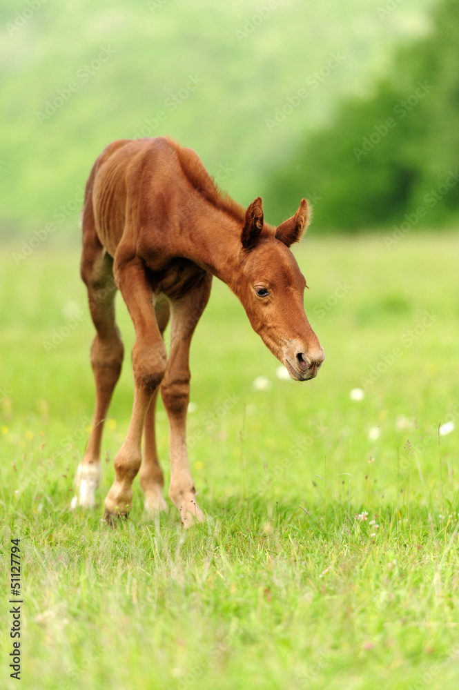 Colt in meadow Colt in meadow