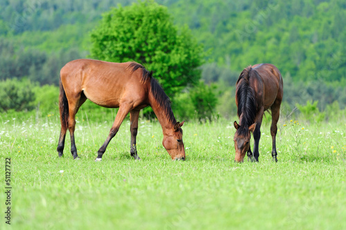 Horses in meadow