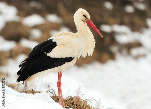 Stork