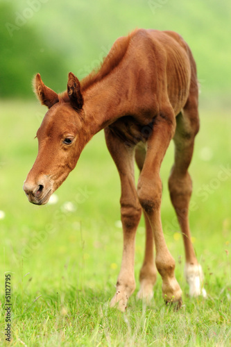 Colt in meadow