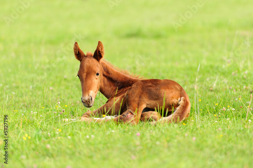 Colt in meadow