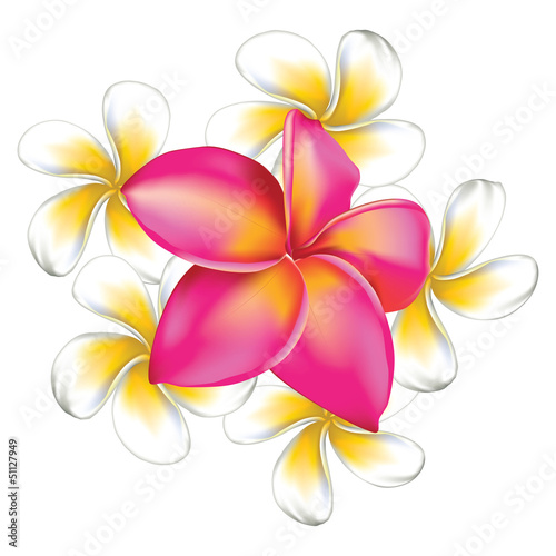 Plumeria flowers