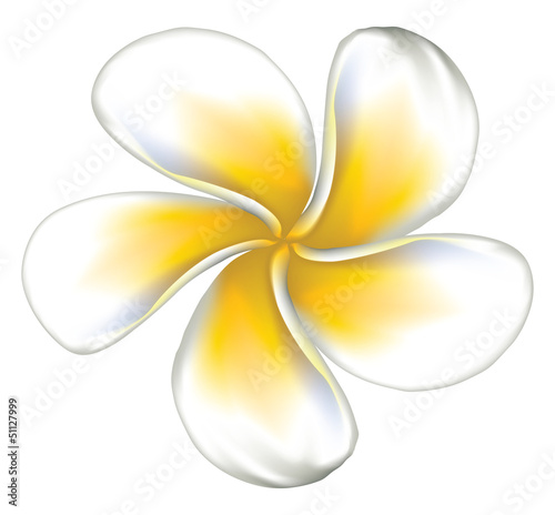 White plumeria (Frangipani)